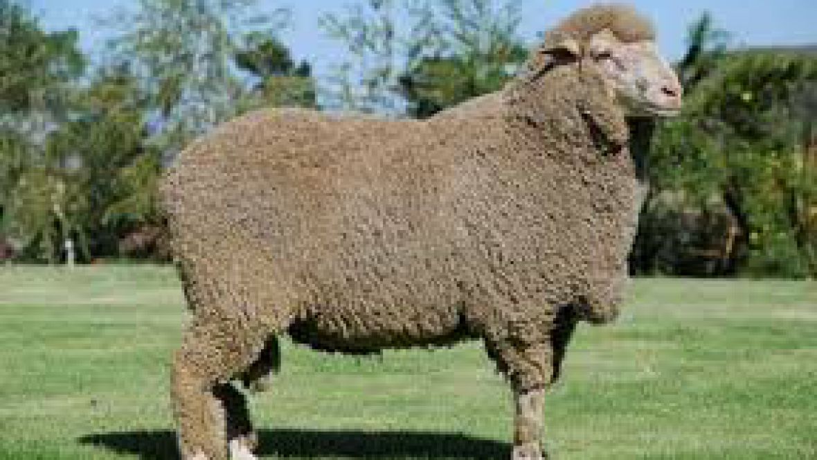 10 Anos Del Dohne Merino En La Sociedad Rural Valle Del Chubut Cra