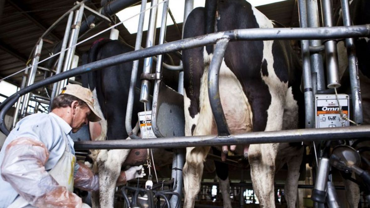Medidas para los empleadores de tambos frente al coronavirus