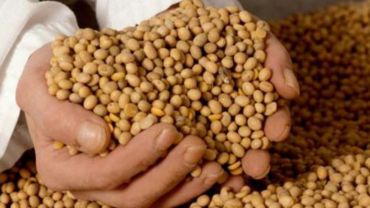 El grano de soja tiene el valor más bajo desde el 2011 - CRA