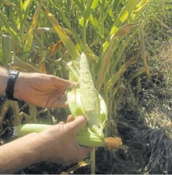 El maiz es el cultivo mas afectado por la sequia